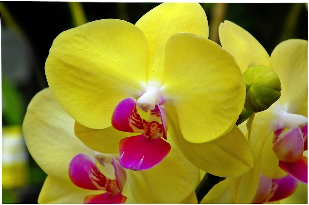 orchidée de couleur