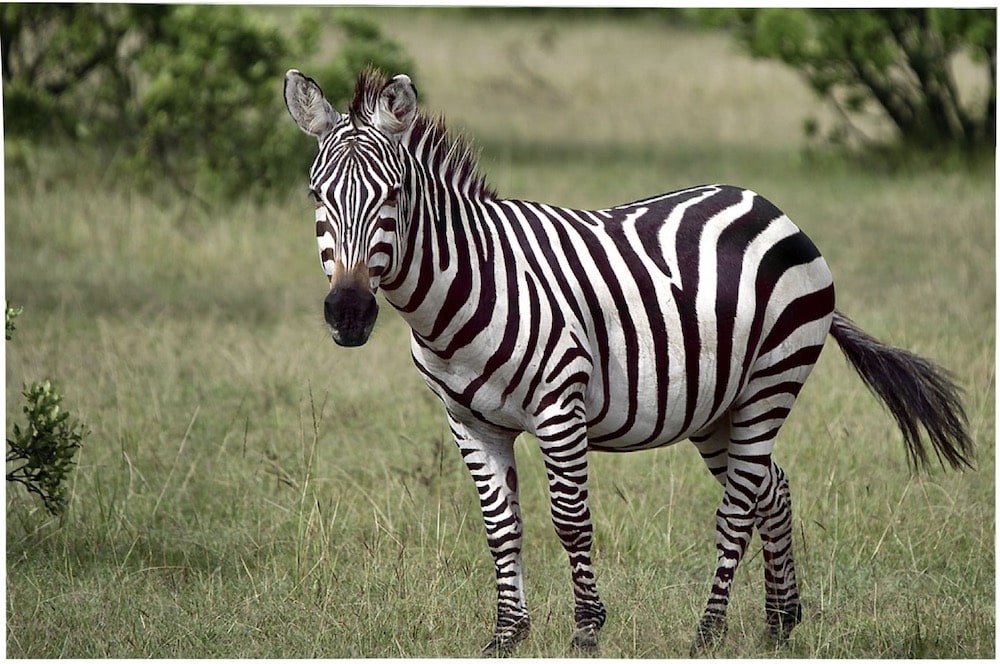 zebre-afrique