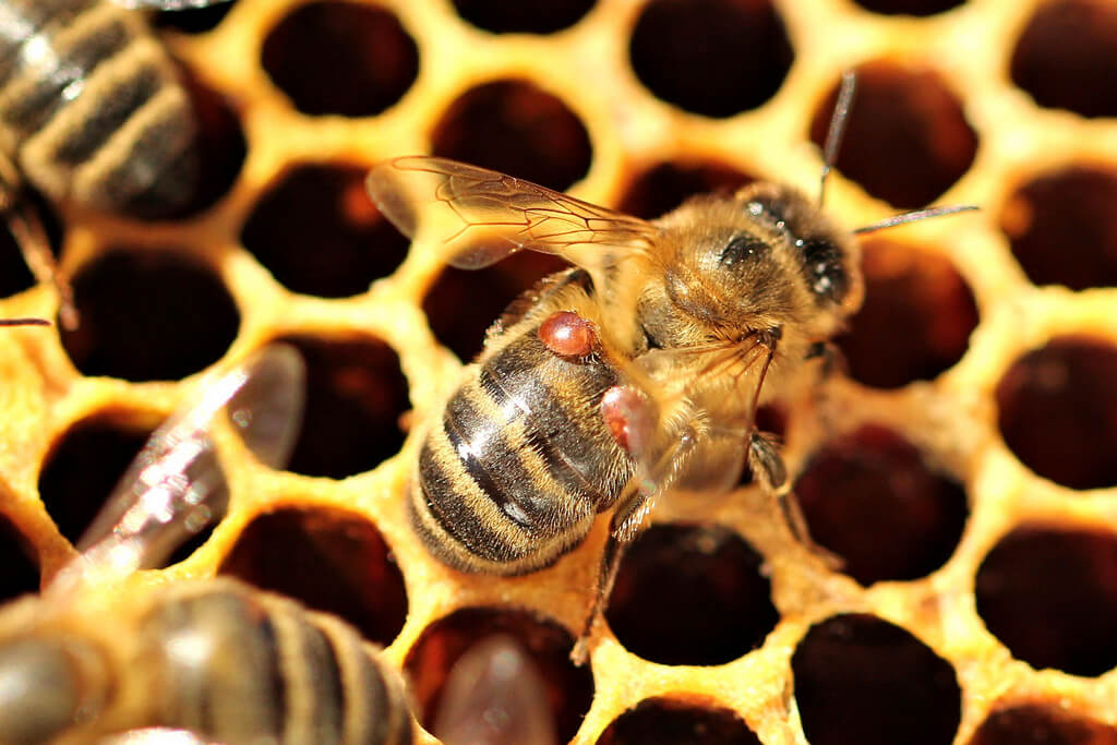 Two varroa destructor mites attach themselves to a honey bee