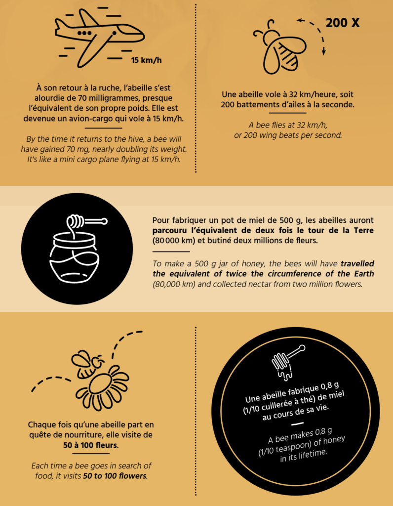 Infographic About Bees