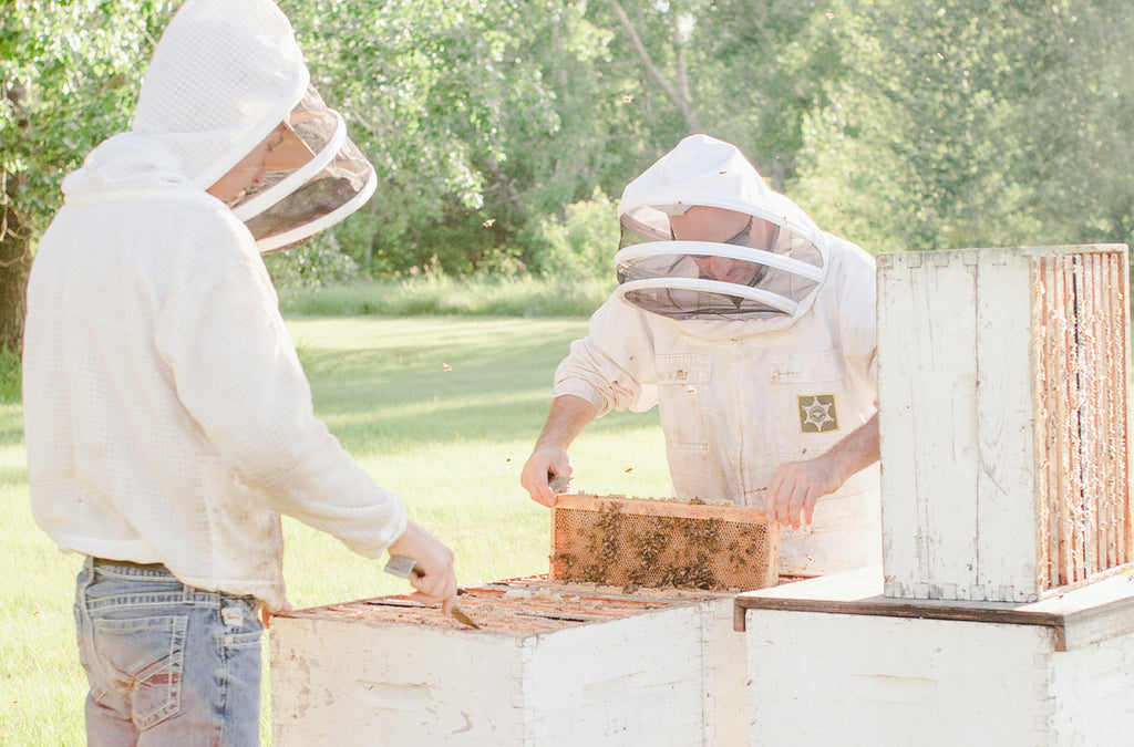 Two beekeepers working extracting honey from hives