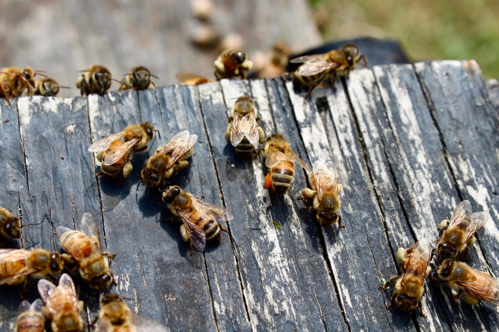 Multiple bees with pollen stuck to their legs