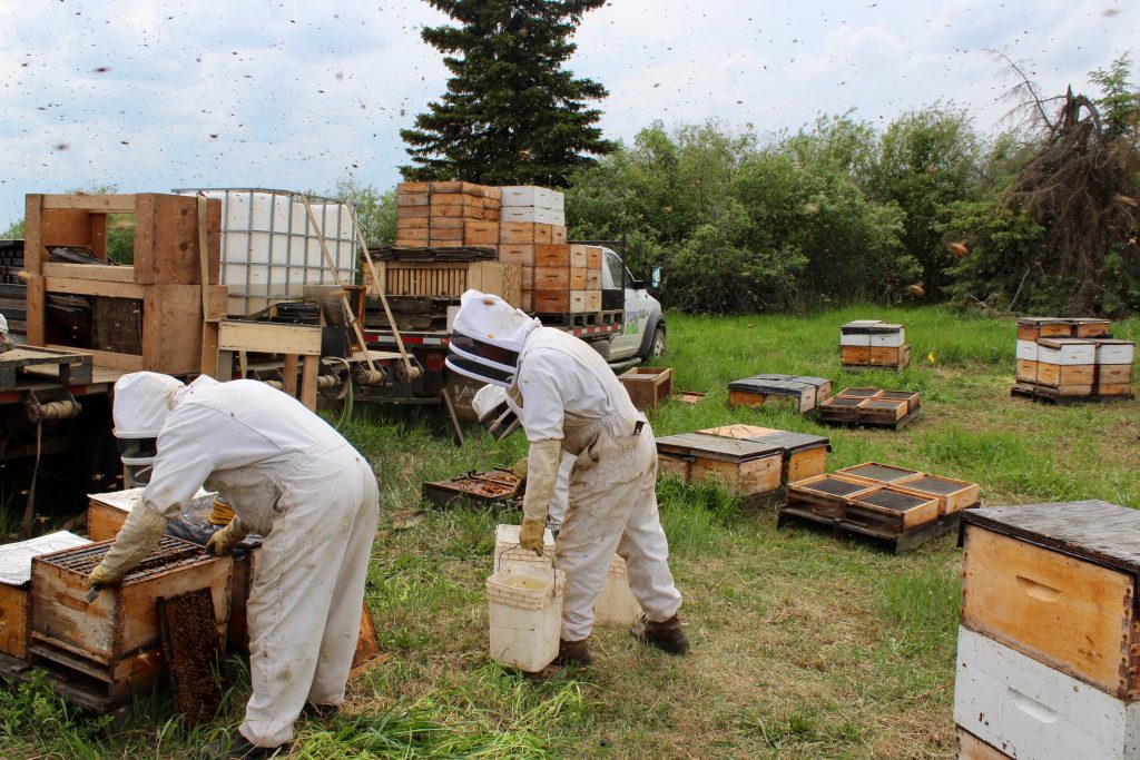 Two Paradis Valley Honey employees hard at work