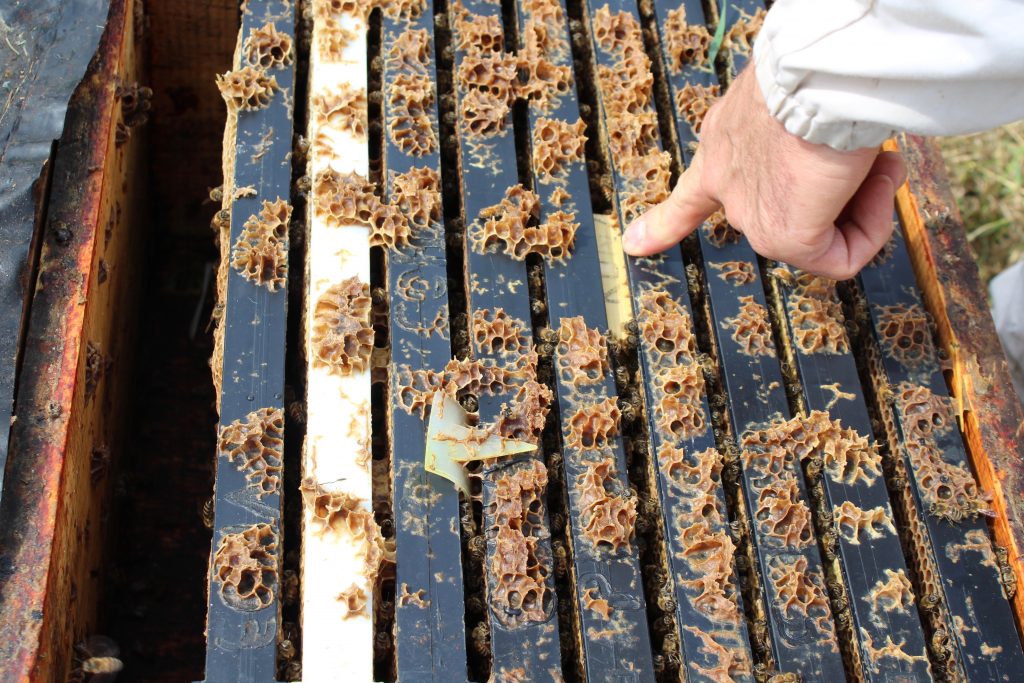 An image showing a queen bee being introduced to a new colony in a small box.