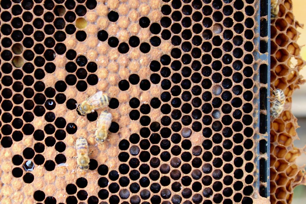 Bee larvae in cells