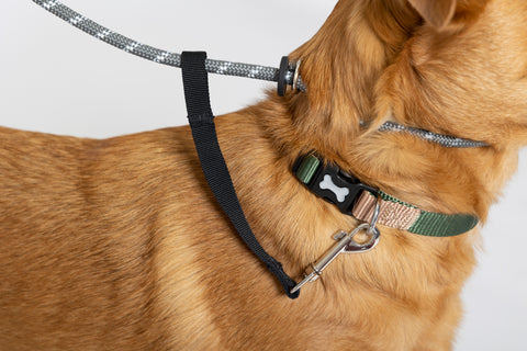 figure of 8 dog lead - collar attachment