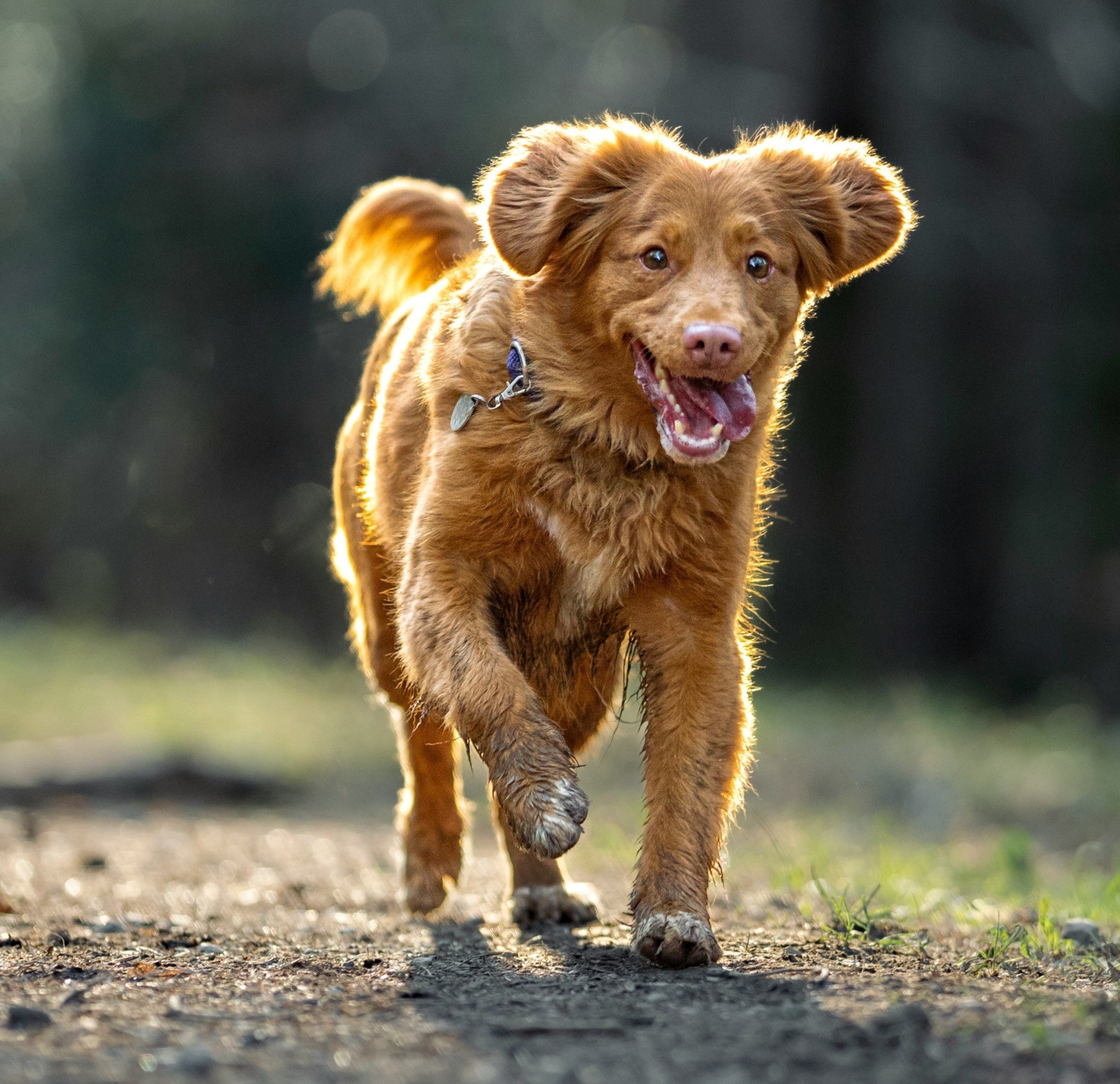 Happy brown dog running through a shaded woodland trail on a summer walk