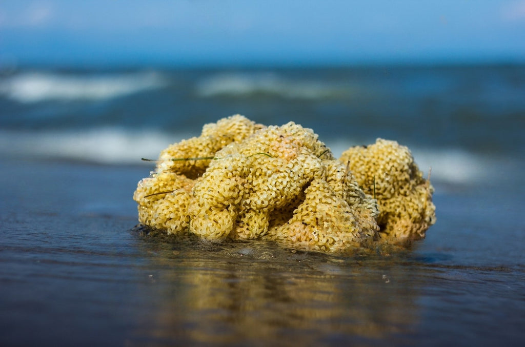 Baby Buddy Natural Yellow Sea Sponge