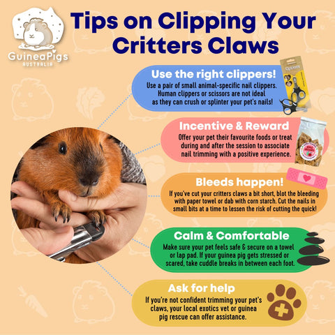 Nail clippers for your guinea pigs