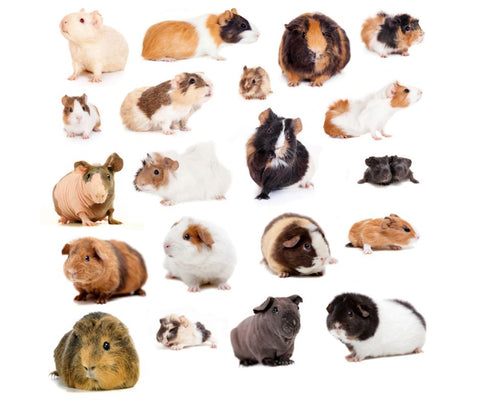 Types of guinea pig breeds