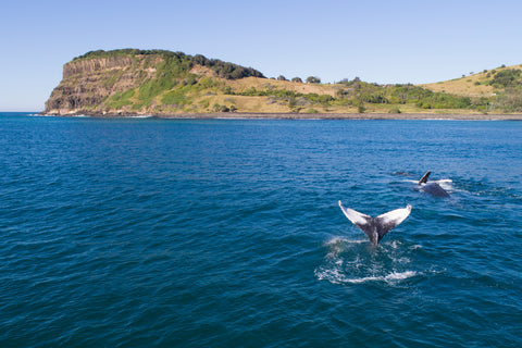 Lennox Head Photograph - Whale at the Point