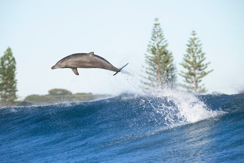 Lennox Head Photograph- Dolphin