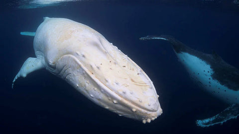 Award-Winning Migaloo Shot: Australian Coast Photography by Craig Parry