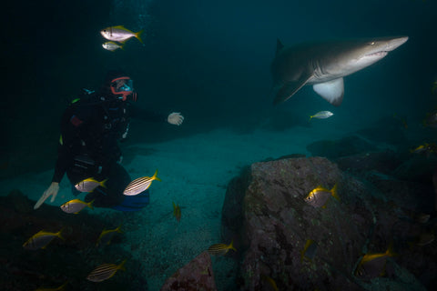 Chris Hemsworth Sharks