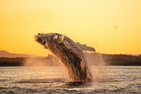 Byron Bay Ocean Photography