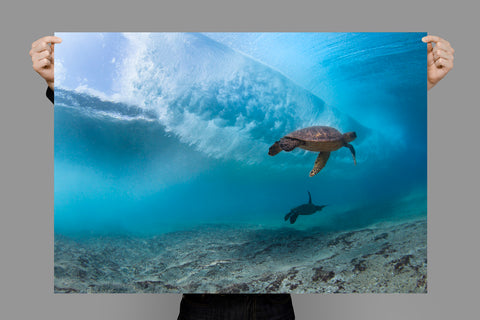 Line Up Turtles | Craig Parry Photography