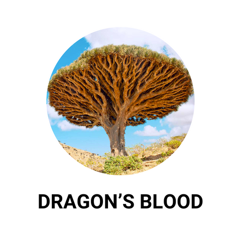 image of a dragon's tree under a bright blue sky with white clouds