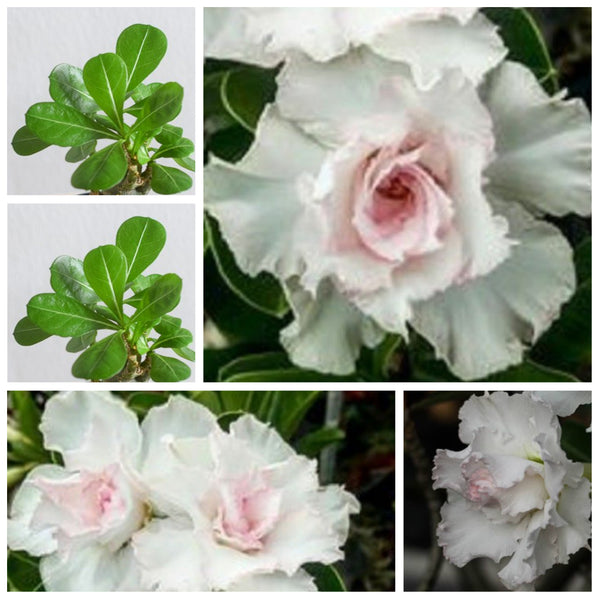 Black Pink White Desert Rose Flower Seeds - Rare Adenium Obesum Seeds –  exoticflowerplant