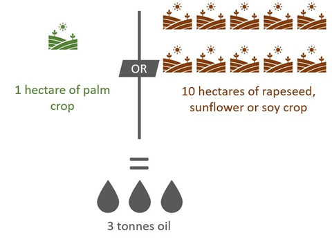 palm oil infographic