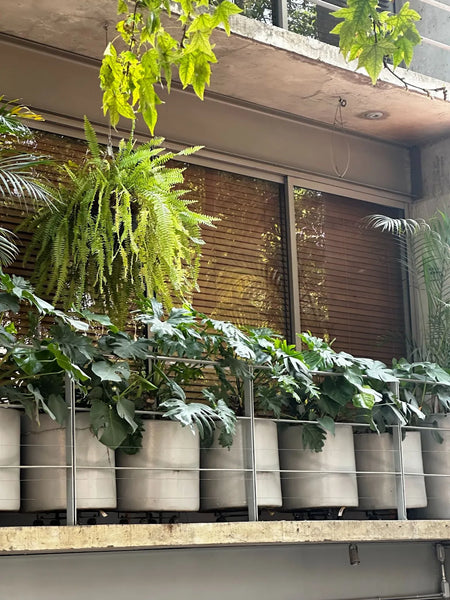 rows of plants in Mexico City