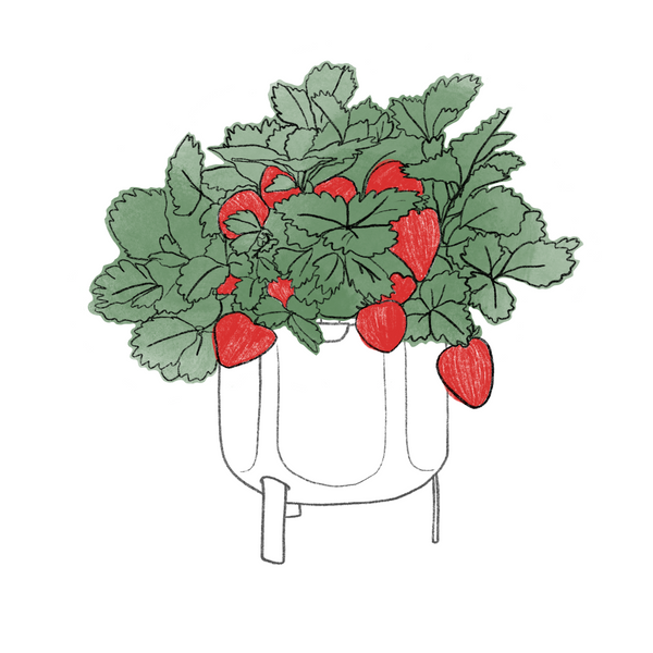 Growing strawberries at home