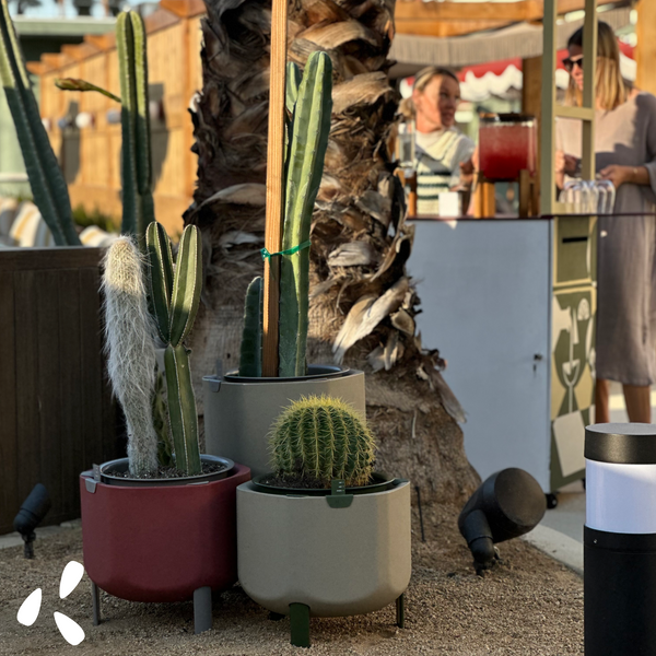 life house desert cacti outside planters