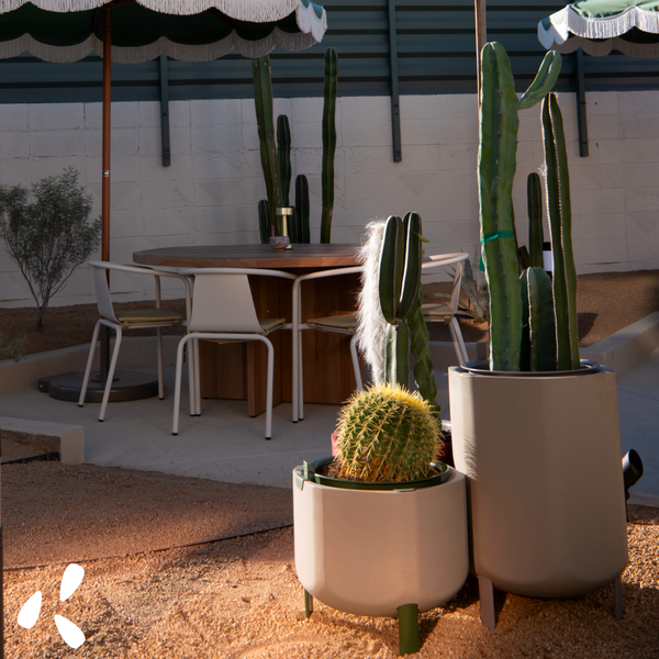 desert succulents at life house hotels pool garden