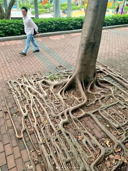 nature finds a way tree growing in pavement