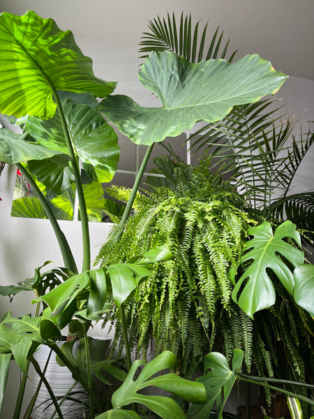 Large, green, healthy plants