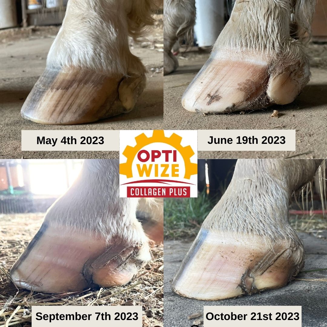 Hoof-Growth-OptiWize-May-4th