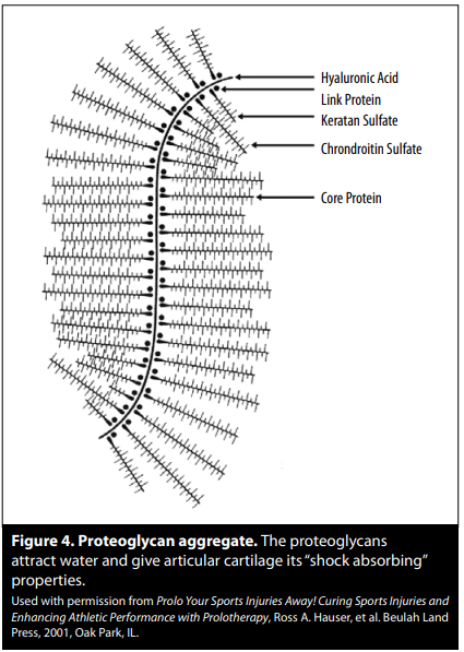 proteoglycan aggregate
