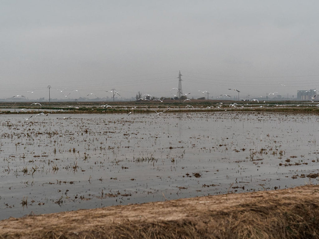 Ruta Gravel en la Albufera