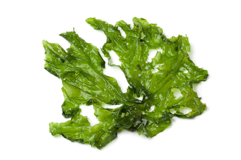 Sea Lettuce