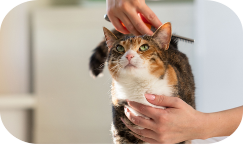 How to groom a kitten