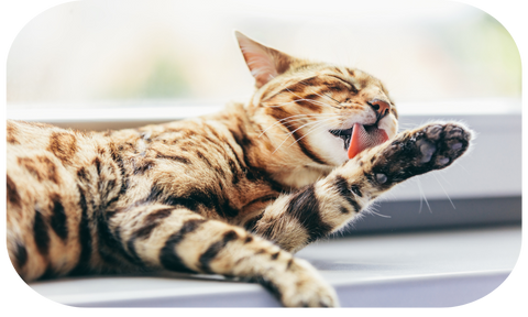 Cat self grooming by licking herself