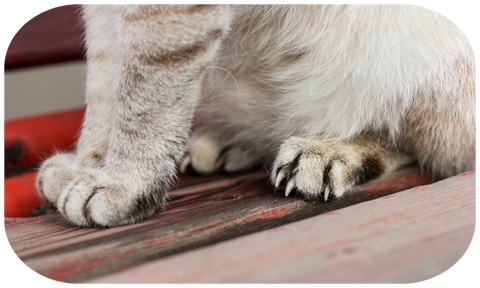 Cat Claws closeup