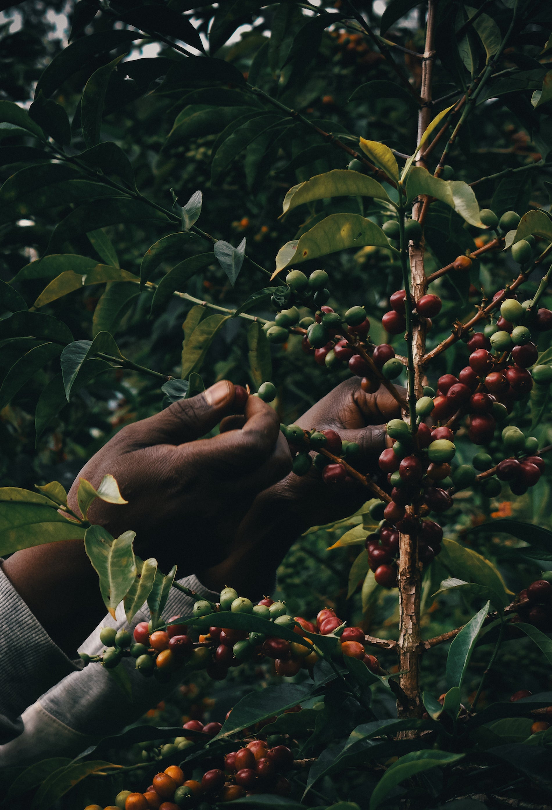 WideFormat Hand picking coffee cherry from tree in Ethiopia.