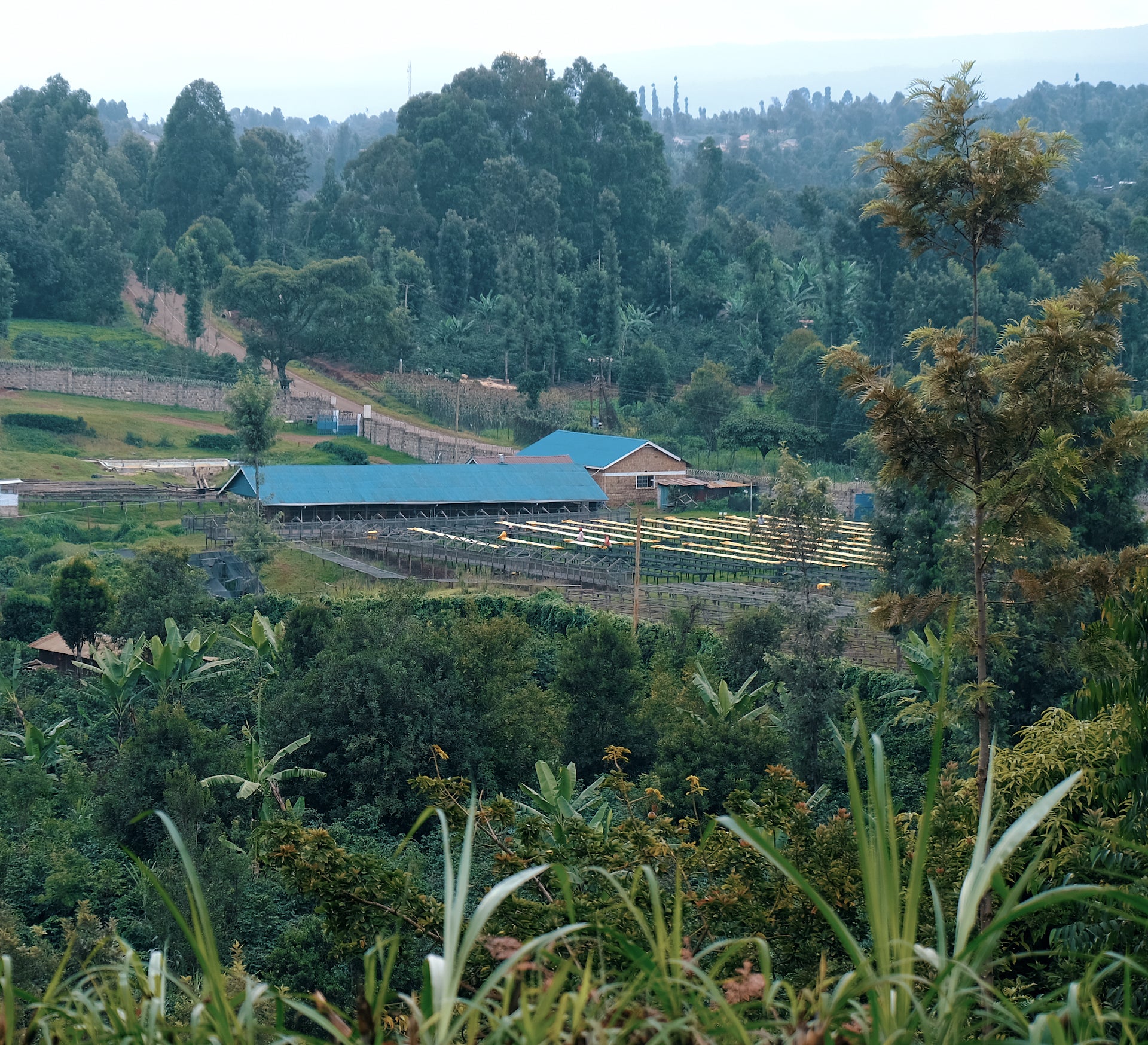 Wideformat landscape photo of Kenyan Coffee Factory