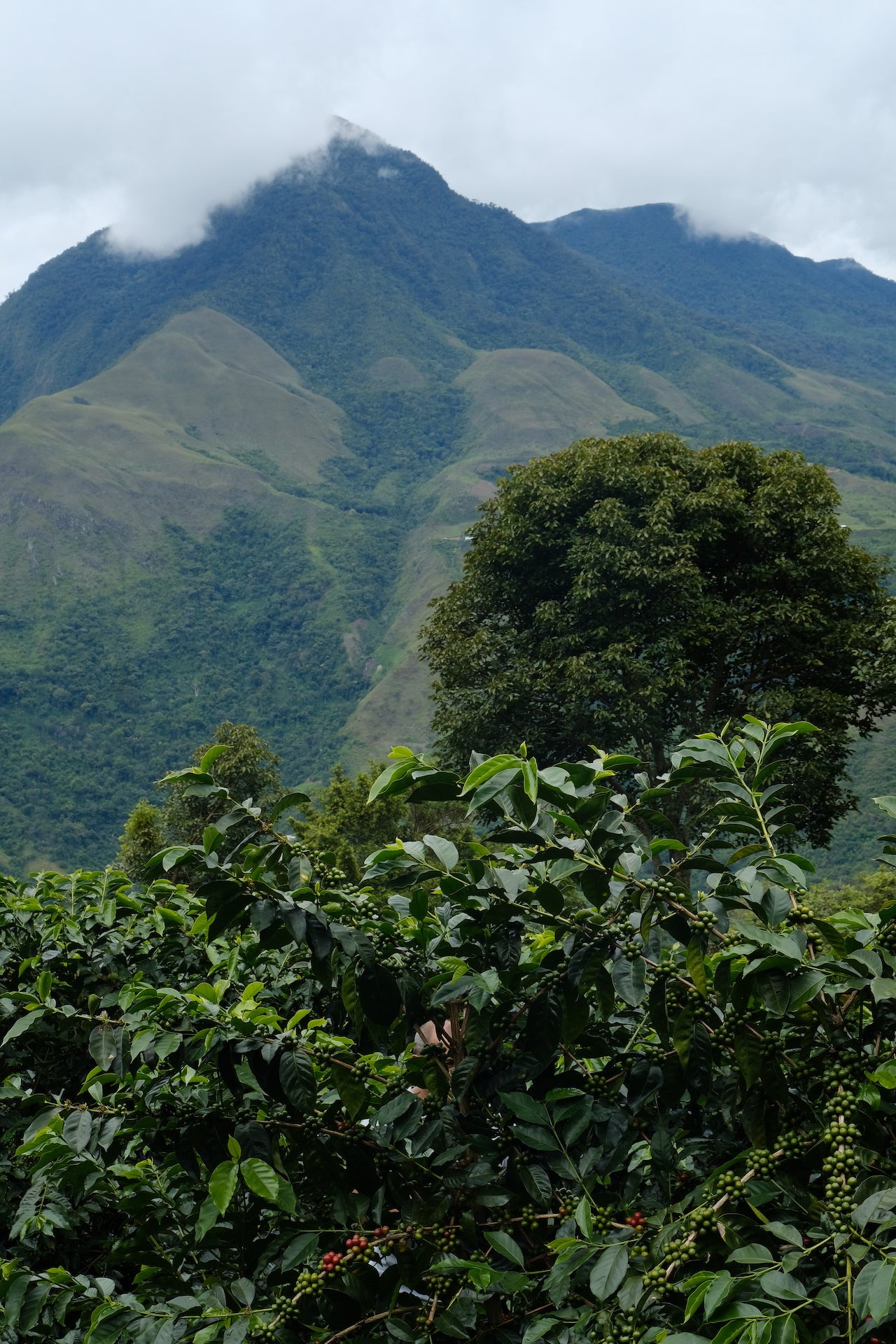 Coffee landscape photo in Peru