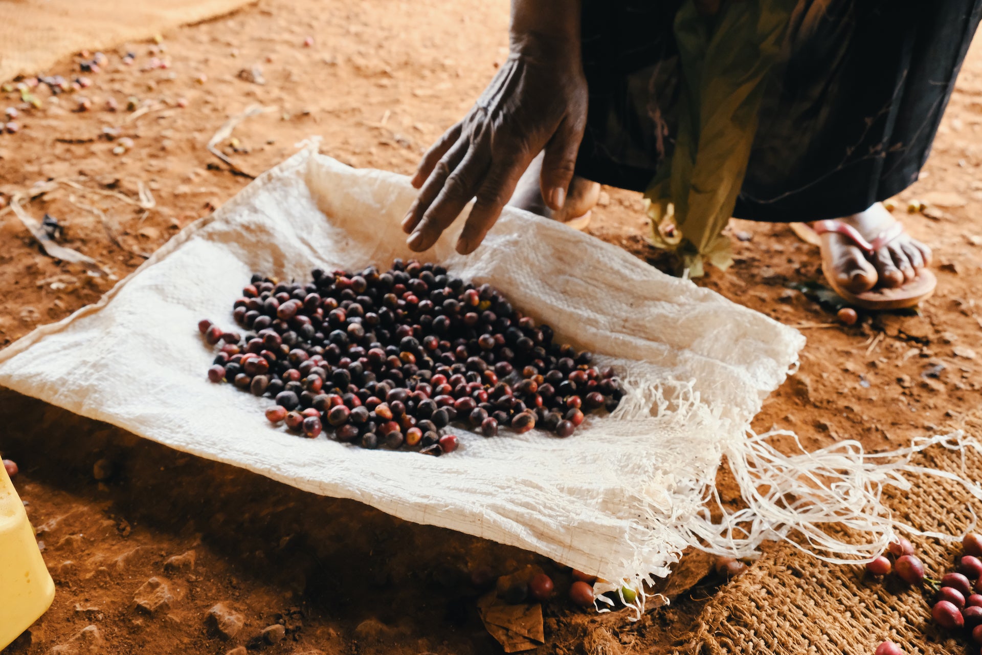 wideformat Hand reaching down towards canvas full of coffee cherry.