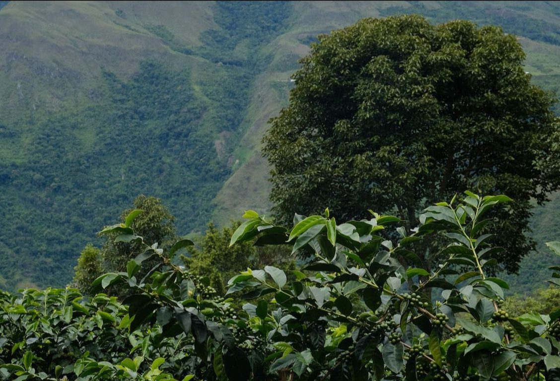 WideFormat Coffee shrubs in foreground in Peru
