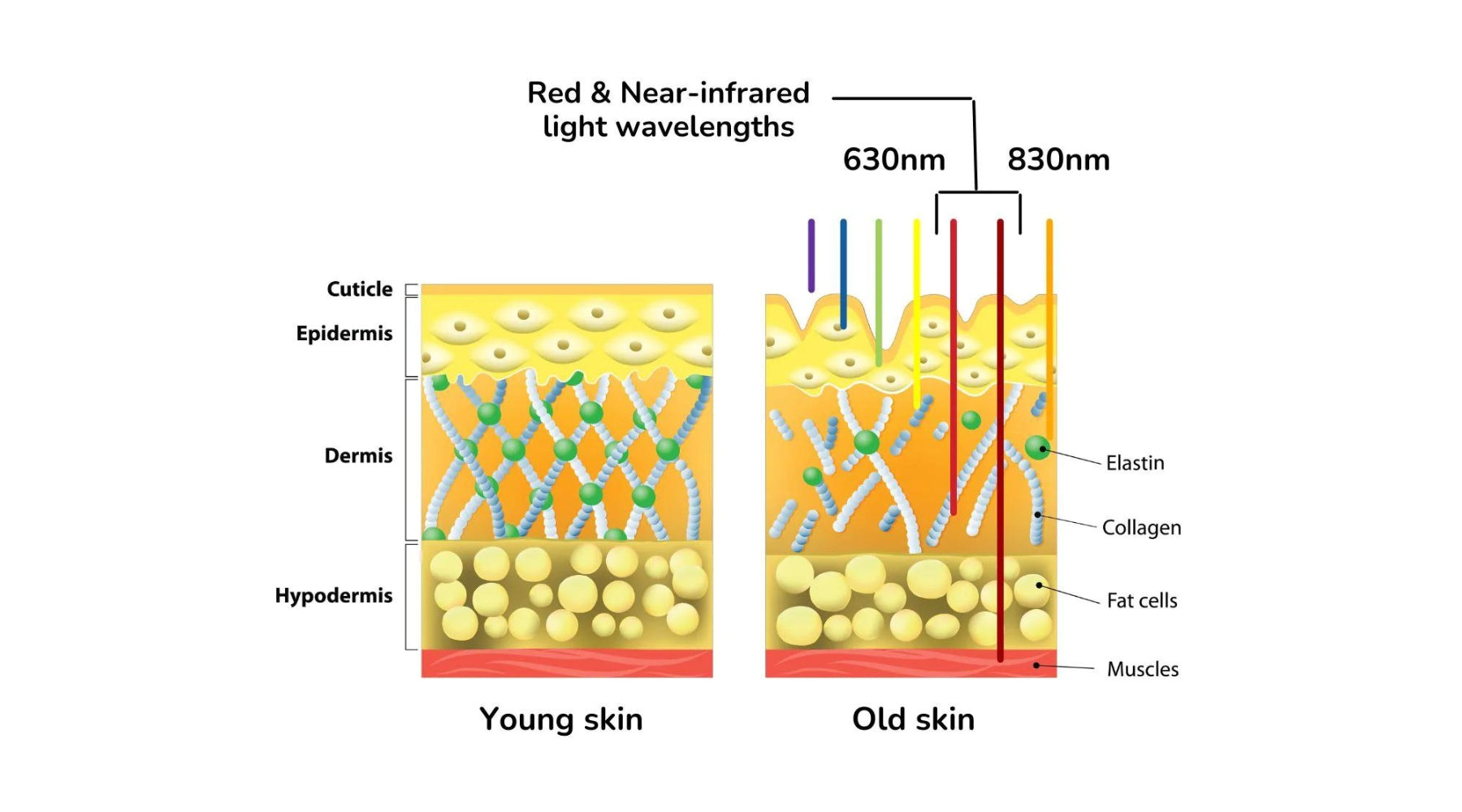 skin aging young skin vs old skin
