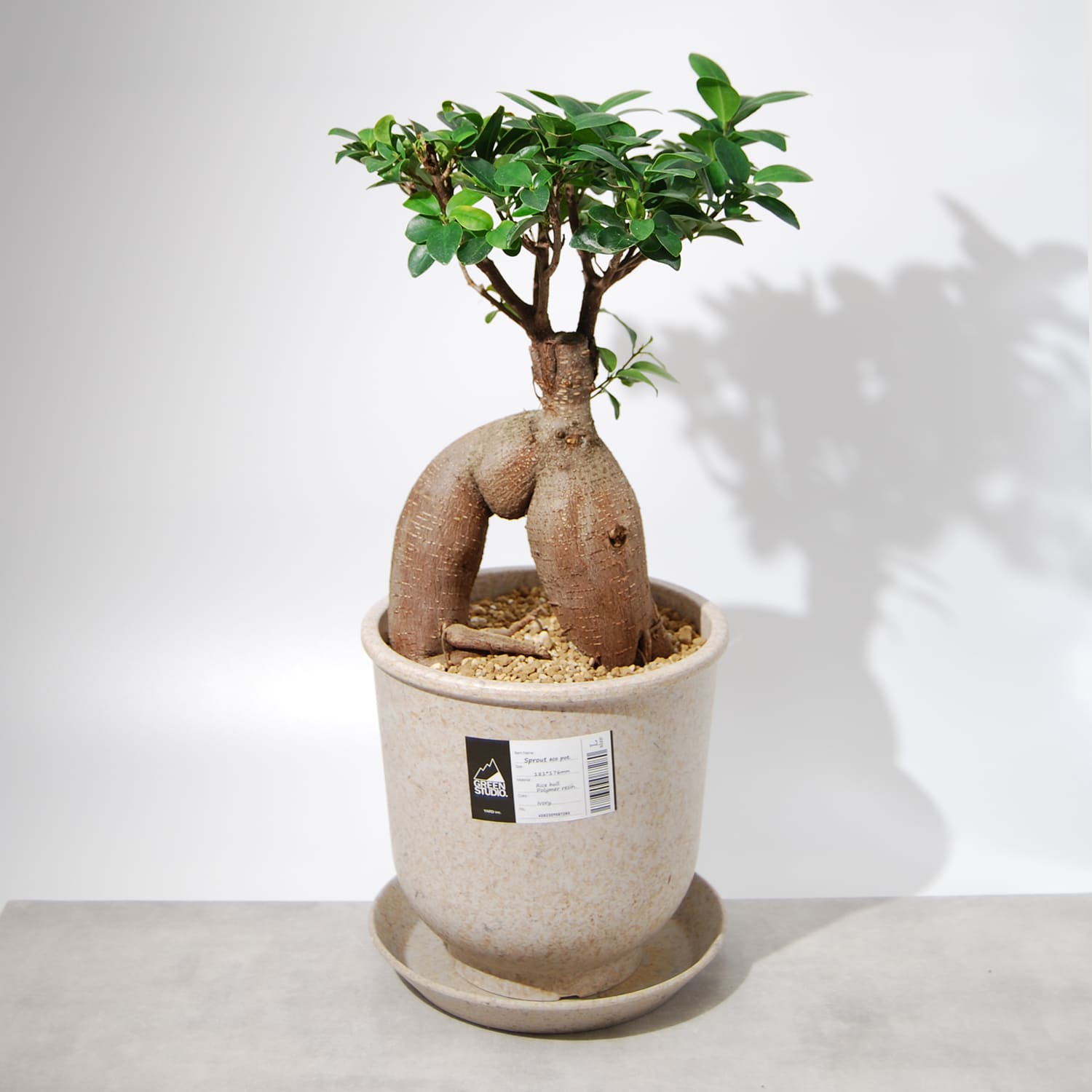 非売品 実生パキラミルキーウェイ挿し木苗現品13 植物/観葉植物 - tech