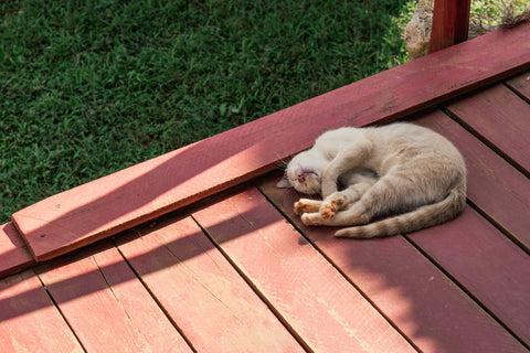 cat on decking in sunshine