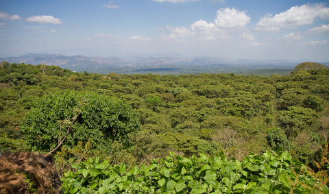 El Salvador coffee Malacara B