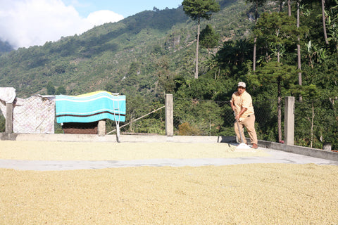 Finca El Diamante Guatemala 