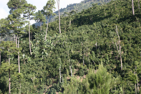 Finca El Diamante Guatemala 