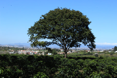 finca garcilazo costa rica