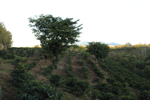 finca garcilazo costa rica