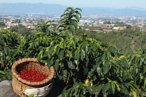 finca garcilazo costa rica